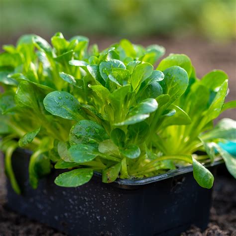 Corn Salad Seeds - French - 1 g Packet ~700 Seeds - Valerianella ...