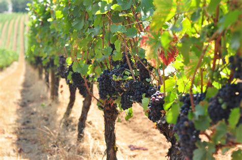 Sokol Blosser Winery