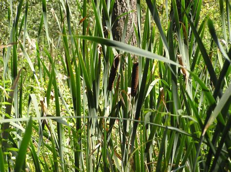 Typha latifolia L. | Plants of the World Online | Kew Science
