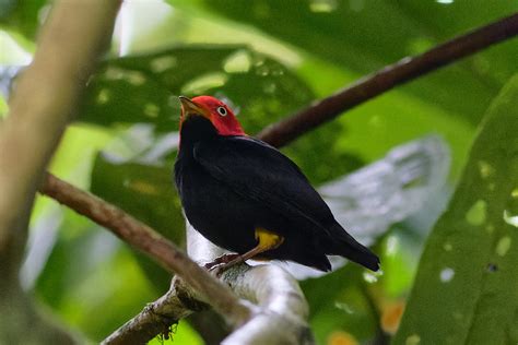 NORTHERN ECUADOR TOUR REPORT 2023 - BIRDQUEST