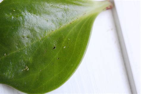 Thrips on Houseplants: A Gallery – House Plant Journal
