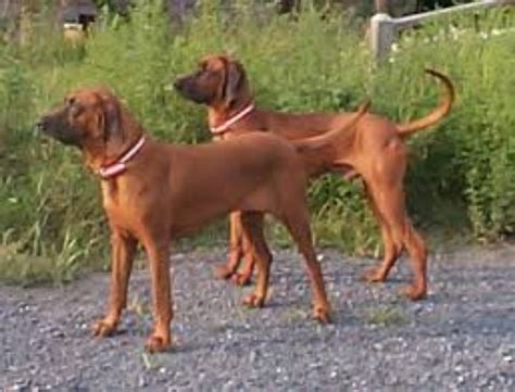 Redbone Coonhound Dog Breed Information, Images, Characteristics, Health