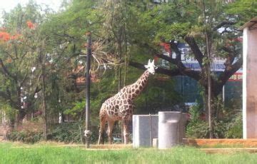 Memorable 6 Days 5 Nights Mysore Tour Package | Bangalore, Mysore, ooty ...