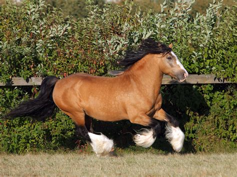 Vanner Gypsy Horse