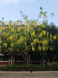 Garden Basket Hubb Cassia seeds, Cassia Fistula,Golden Shower Tree ...