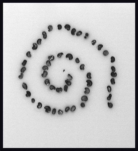 Cryosectioning Overview: Protocol for Sectioning Frozen Tissue