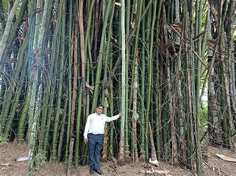 Green miracle on grey land: NEERI scientist transforms wasteland into ...
