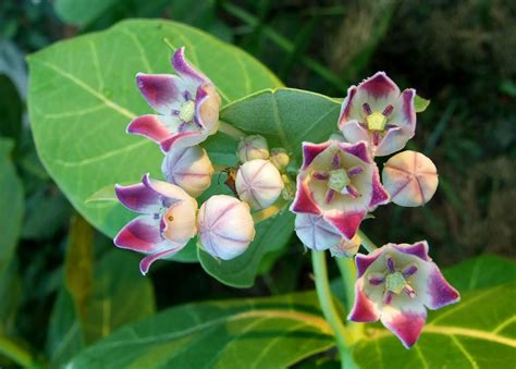 CALOTROPIS PROCERA - Kerala Naturals