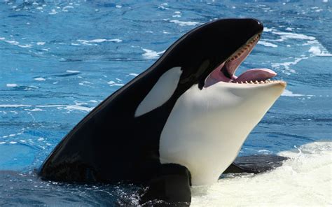 Orca whale wallpaper | 1920x1200 | #13867