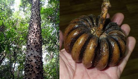 Exploded Tree 的图像结果