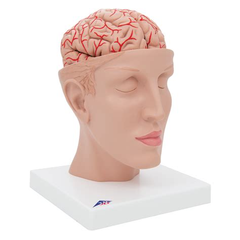 Anatomical Teaching Models | Plastic Human Brain Models | Brain with ...