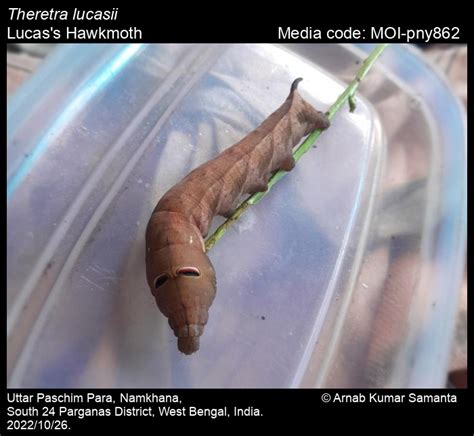 Theretra lucasii | Moths