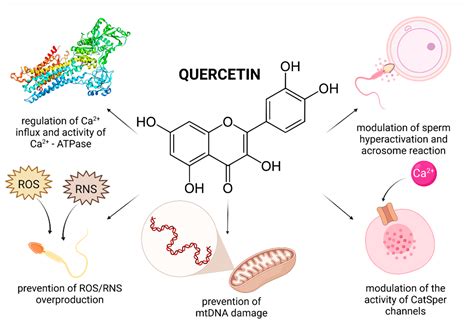 The Role of Selected Natural Biomolecules in Sperm Production and ...
