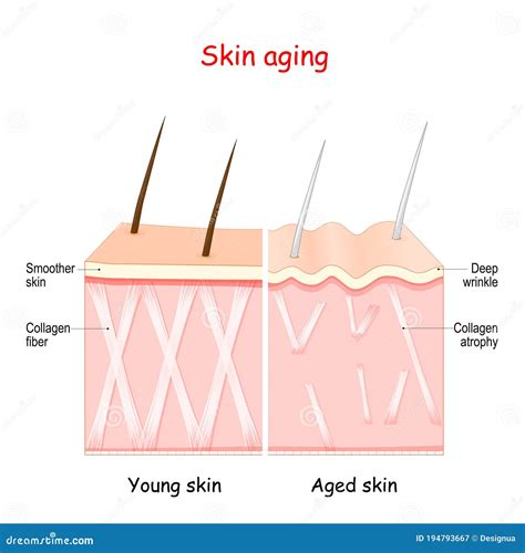 Woman Aging Process 的图像结果