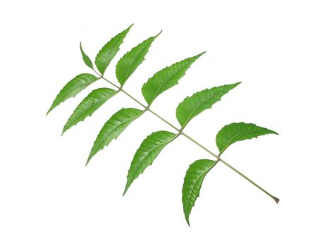 Image result for Tree Leaf Pattern