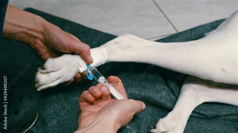 Image result for Introvet Injection