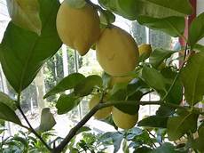 limoni in vaso concimazione concimazione limoni concime come e quando concimare limoni limoni in vaso concimazione concimazione limoni concime come e quando concimare limoni