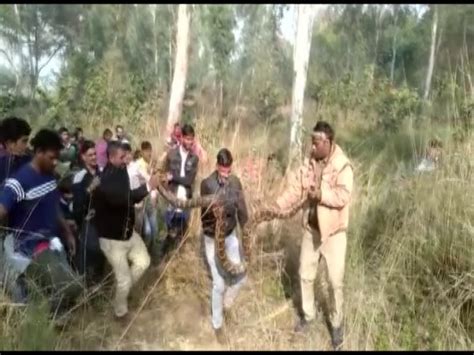 Forest dept rescues Python in UP's Aligarh