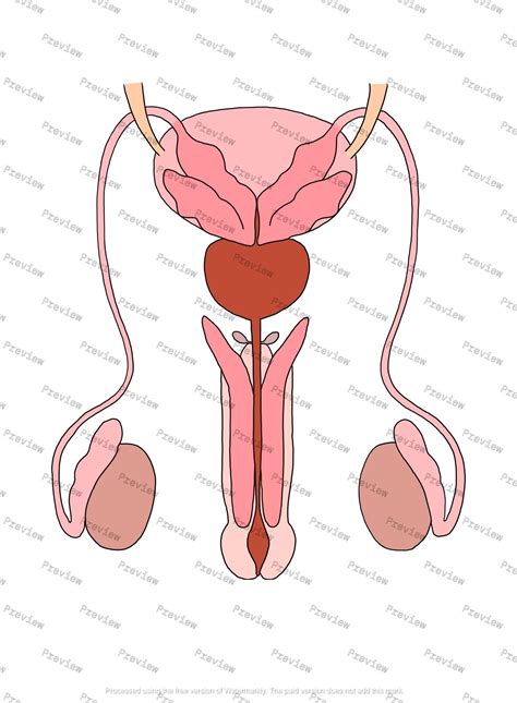 Image result for Male Reproductive System Easy Drawing