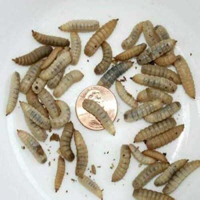 Buy BASSETT'S CRICKET RANCH Black Soldier Fly Larvae 500 Count Online ...