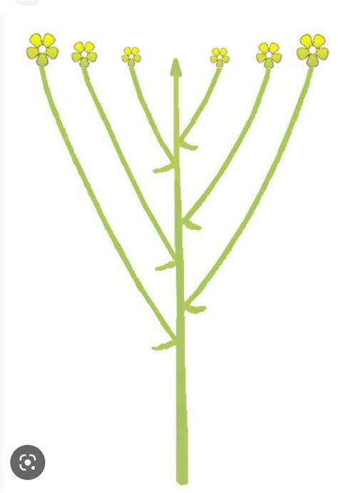 Corymb inflorescence - Brainly.in
