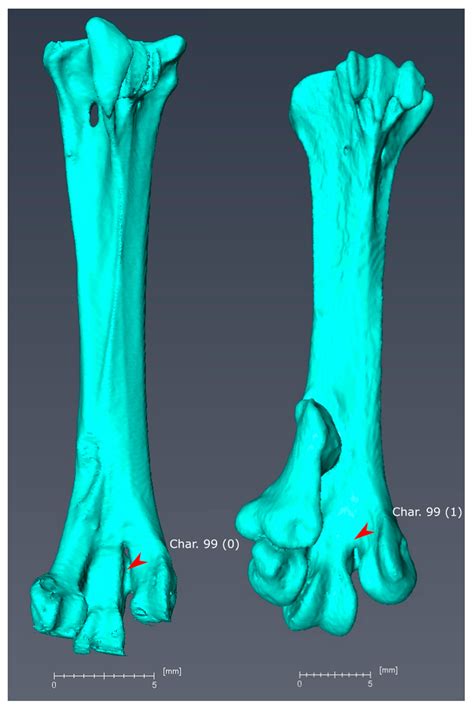 Total-Evidence Framework Reveals Complex Morphological Evolution in ...