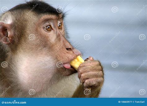 What Are Monkeys Eat Bananas at Christopher Sheldon blog