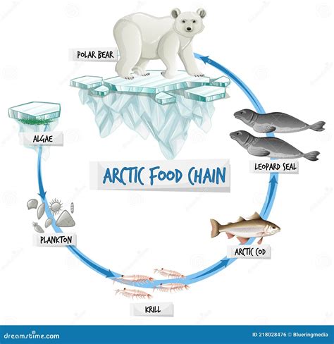 Simple Arctic Tundra Food Web
