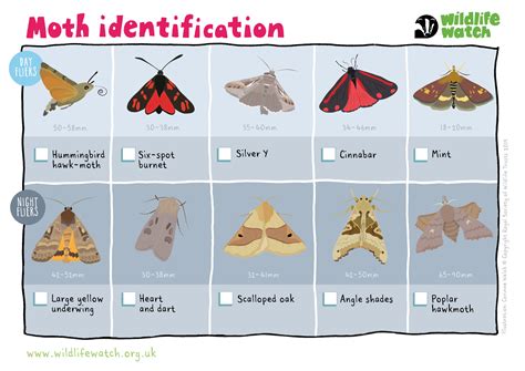 Image result for Moth Identifier