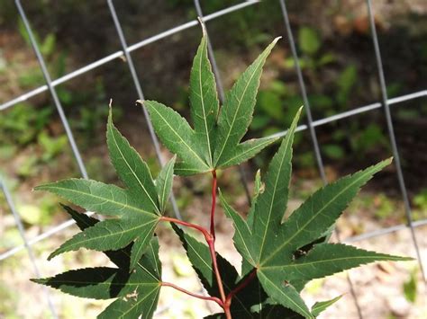 Acer 'Hot Tamale' - Hot Tamale maple | The Dawes Arboretum