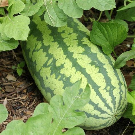 Heirloom Non-GMO Congo Watermelon Seeds - 50 Seeds India | Ubuy