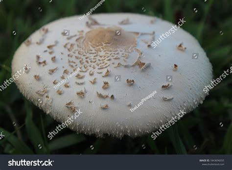 319 False parasol mushroom Images, Stock Photos & Vectors | Shutterstock