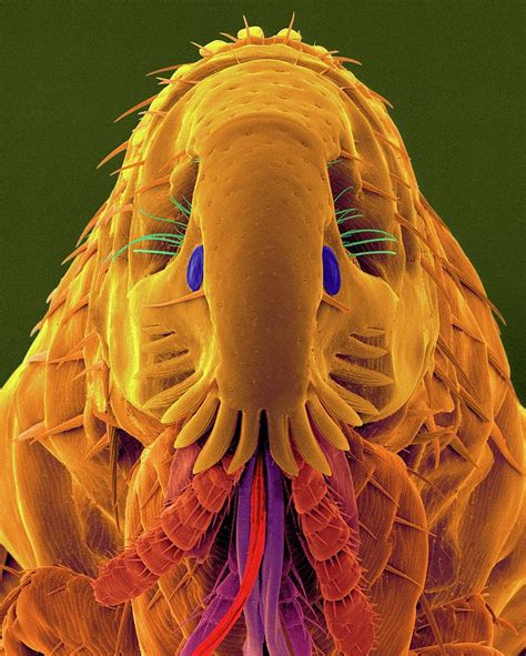 Flea Microscope 的图像结果