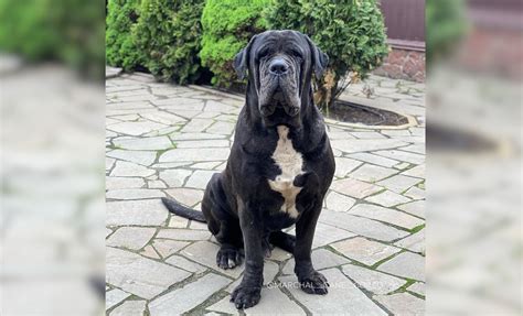 Cane Corso Mastiff 的图像结果