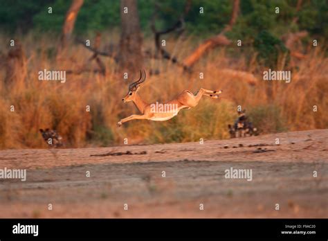 Image result for Springbok Running