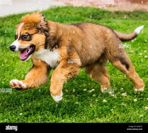Twelve week old Bernese Mountain Dog, Great Pyrenees, mix breed, puppy ...