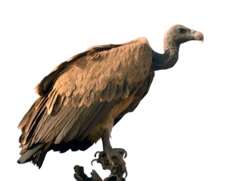 Vulture PNG Clipart For Wildlife Projects - Photo #2986 - BiNps PNG Website
