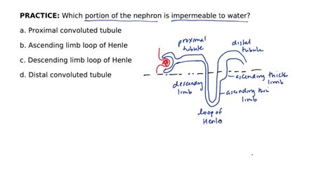 Loop of Henle Function 的图像结果