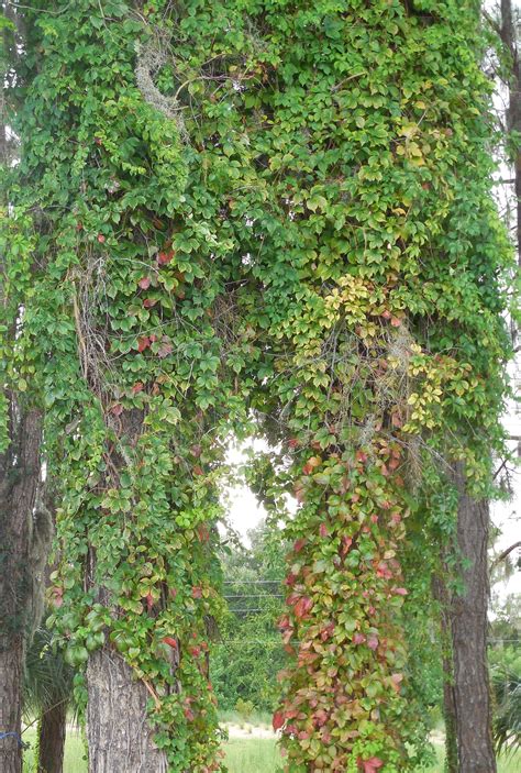 Vines on a tree | Vines, Plants, Nature