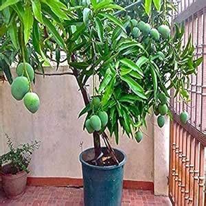 Coconut Lagoon Dasheri Mango plant : Amazon.in: Grocery & Gourmet Foods