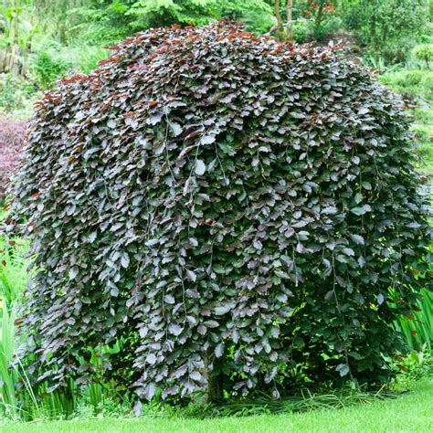 Weeping Purple Beech Tree | Fagus sylvatica 'Purpurea Pendula' – Roots ...