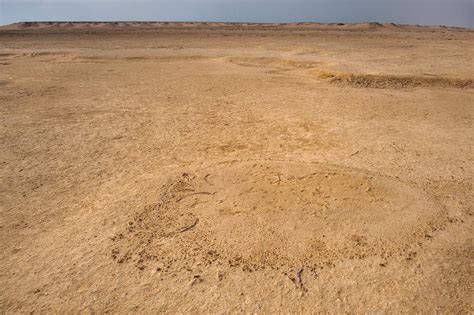 21-million-year-old sea cow species discovered in Qatar’s ‘Dugong Cemetery’ | Pets-animals News ...