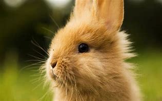 Image result for Cute Baby Bunny