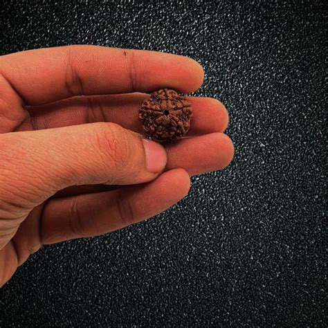 Guruji Imitation Company Certified 5 Mukhi Rudraksha Nepal, 100% ...