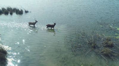 UP govt focuses on swamp deer & Sarus conservation in Hastinapur ...