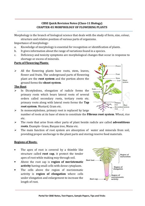 11 biology notes ch05 morphology of flowering plants - CBSE Quick ...