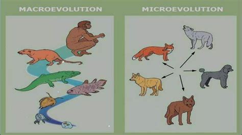 Evolution ( Macro and Micro Evolution).pptx