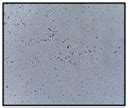 Metabolomic Insights of Biosurfactant Activity from Bacillus niabensis ...