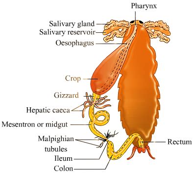 Image result for Cockroach Digestive System