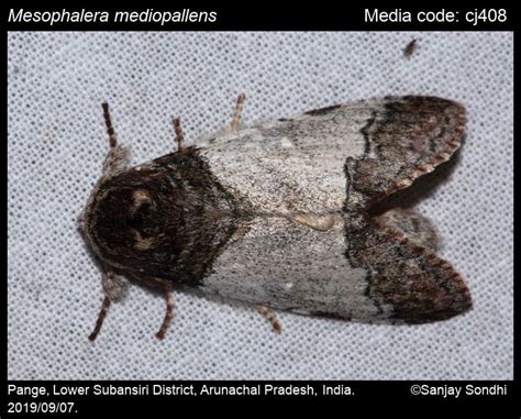 Mesophalera mediopallens (Sugi, 1989) - | Moths